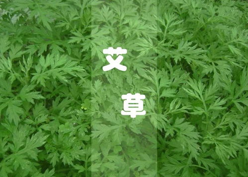 福利丨坚持用艾草泡脚，不仅仅是驱寒祛湿那么简单