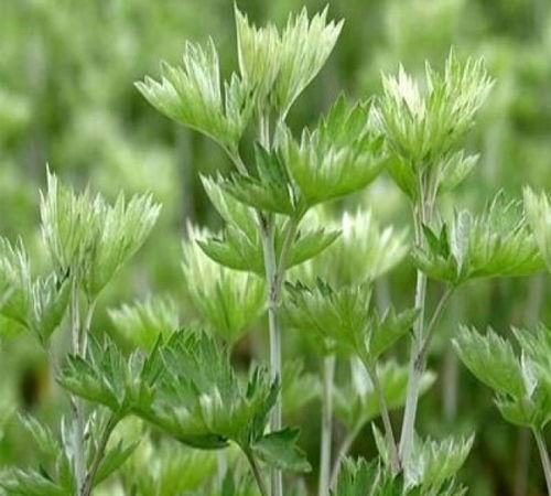 艾草保存秘籍 这样存一年，随吃随取特方便