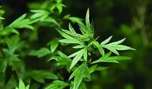 艾草的收割、晾晒与储藏指南
