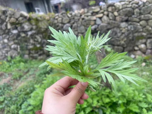 艾草灰的神秘功效 睡前涂脚底，神奇的养生妙招