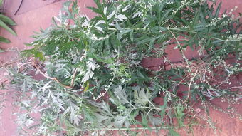 这不是艾草，而是它们的“兄弟”？教你一眼识别并发挥其价值