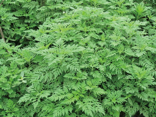 没有硝烟的植物战 揭秘艾草植物的生存智慧