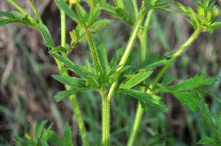 这种野草，俗称“野桑葚”，常被错认为艾草，见到请别碰它