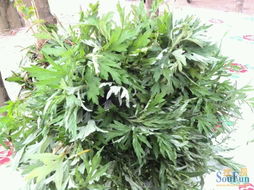 老艾草汤猪脚与涌边传统濑粉 岭南乡愁中的草本与米香