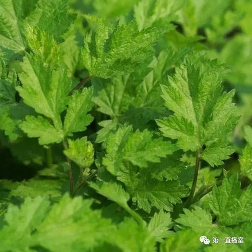 黄建香 中医药现代科技传承人与脱贫攻坚路上的有心人