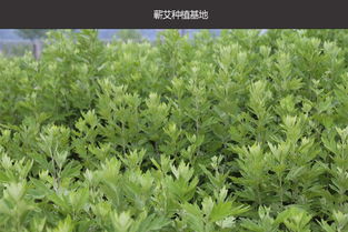 记忆中的味道 一世缘蕲艾空气清新喷雾剂评测