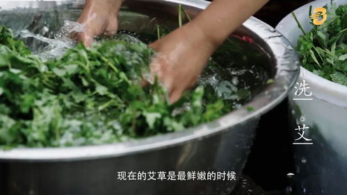博罗艾草情 从山野到高校的文化产业链叙事