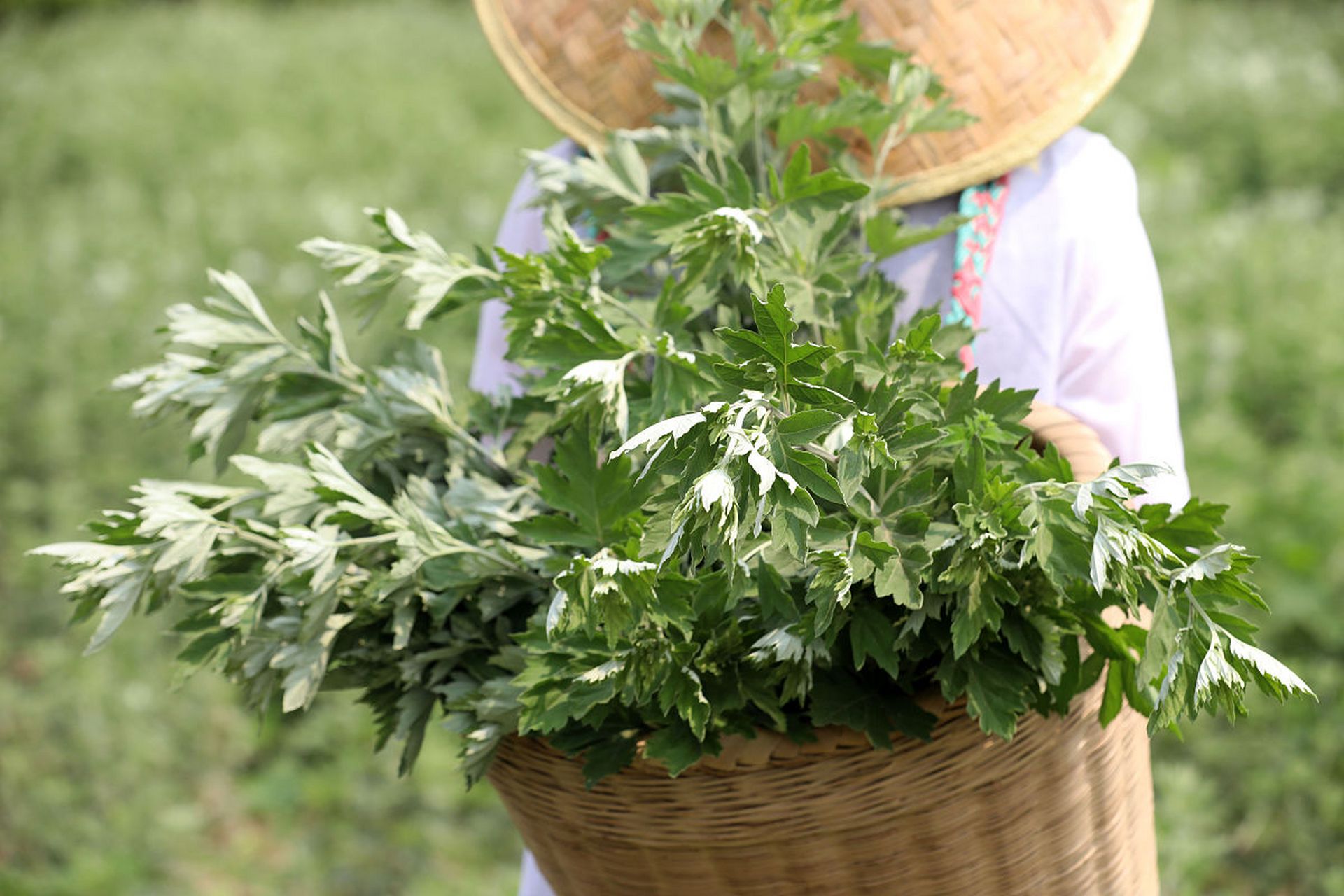 艾草的茎是灰白色,表面有棱纹,直立生长,高度约80-200厘米.茎上部的叶