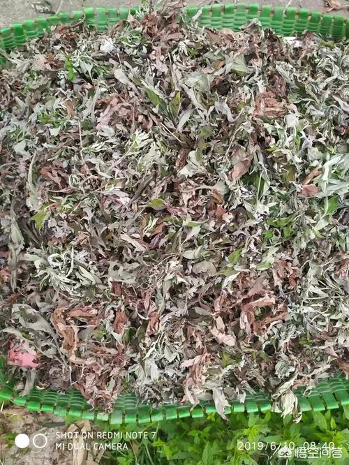 怎么把艾草做成艾灸?