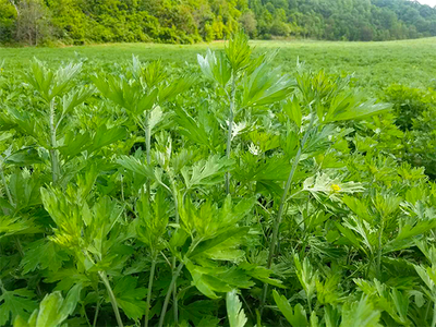 宜君孙思邈艾草产品